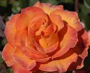 Realistic Orange Rose